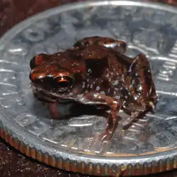 Paedophryne amauensis on a dime