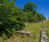 Pubscent oak on the path to the Rocca