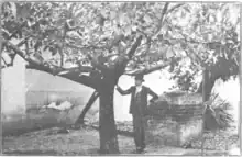 The Parent Tree of the Fuerte Avocado [1918] stands in the garden of Alejandro Le Blanc in Atlixco.