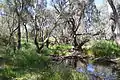 Parkes Billabong Creek