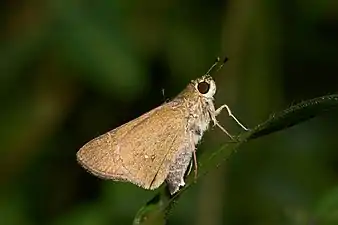 Ventral view