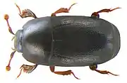 Paromalus parallelepipedus