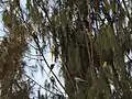 Parrots flock, City bird sanctuary, Chandigarh, India