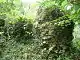 Remains of a stone wall, covered by vegetation, in woodland