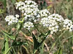 var. integrifolium