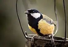  Great tit perched on twig. It has a wide black band down its breast and belly.