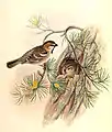 Saxual Sparrow, Passer ammodendri, Birds of Asia, Volume V, J Gould and H. C. Richter