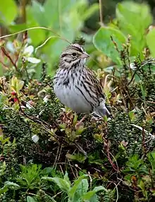 Probably P. s. anthinus, Alaska