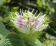 Flower close-up