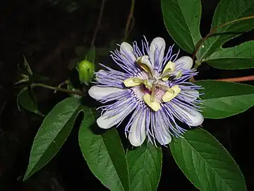 Flower of Passiflora incarnata showing corona of fine appendages between petals and stamens