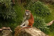 Brown and white monkey