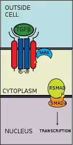 R-SMAD-coSMAD complex enters nucleus