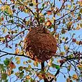 V. velutina nest on tree