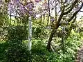 Peace Pole and Cherry Tree planted by Hiroshima Survivors at Faslane Peace Camp, Scotland (on 6th August 1985)