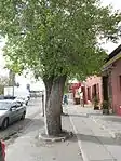 2 Very old pear trees on pavement.
One near Ye Olde Thatch died.
Other one at Pritchard's Bldg.
These pear trees were planted in 1850 and 1860.
Type of site: Tree