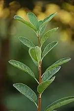 Leaves