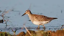 Pectoral Sandpiper