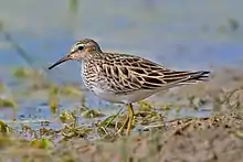 Playero manchado (Calidris melanotos)