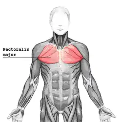 Pectoralis major highlighted on the trunk – frontal view