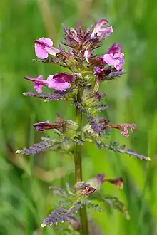 Pedicularis palustris or marsh lousewort