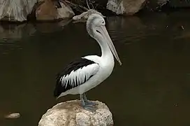 Australian pelican