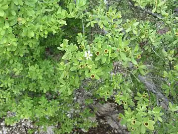 Pemphis acidula flowers and fruits in Aitutaki, Cook Islands.