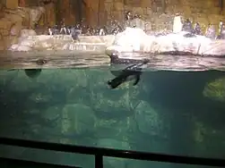 Gentoo penguins