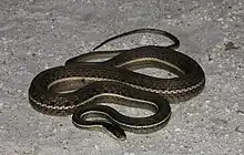 Penisula ribbon snake