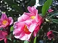 A Camellia in full bloom