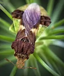 Pennsylvania jagged ambush bug (Phymata pennsylvanica) color variant dorsal view