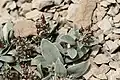 Penstemon debilis with fruits