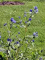 Stalk and flowers