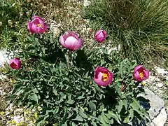 Paeonia broteri