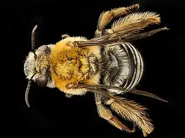 dorsal, female