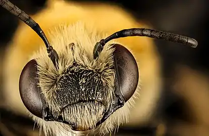 head, female