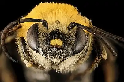 head, male