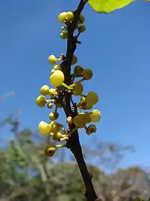 fruit