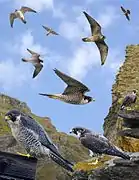 peregrine falcon