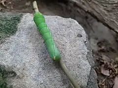 Dorsal view of Pergesa acteus caterpillar.