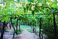 Grape plantation in Argentina. Argentina and Chile are among the 10 largest grape and wine producers in the world and Brazil among the 20 largest.