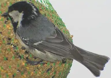 Adult continental coal tit, P. a. ater(note blue-grey back)