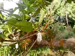 Flower and developing fruit