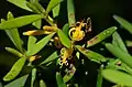 Persoonia sp. (Geebung) Barren Grounds