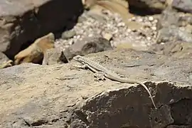 Peru Pacific Iguana (Microlophus peruvianus) from Paracas, Ica.