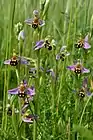 Bee orchids