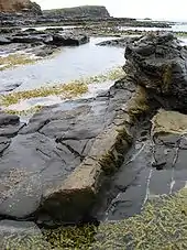 Hormosira growing alongside a petrified log at Curio Bay, Otago, New Zealand