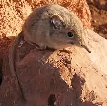 Brown elephant shrew