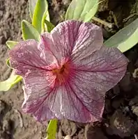 grandiflora Petunia  'Bravo Salmon Veined'