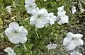 Petunia axillaris: one of the two parent species of the popular summer bedding plant  Petunia × atkinsiana.