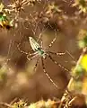 Peucetia viridans, Female, Mason Regional Park, Irvine CA